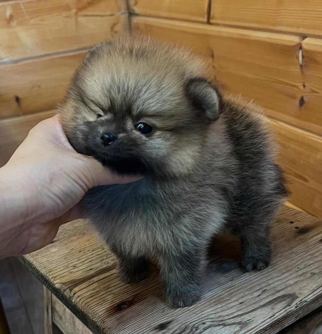 WhatsApp Image 2025-08-01 at 2.06.39 AM