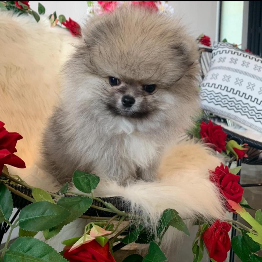 WhatsApp Image 2025-08-01 at 2.23.33 AM