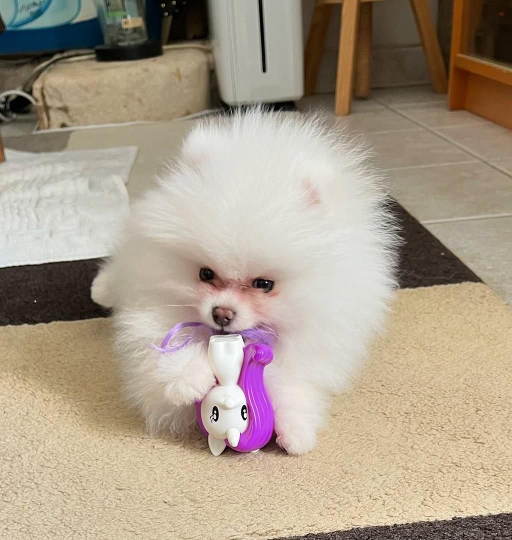 WhatsApp Image 2025-08-01 at 2.27.13 AM