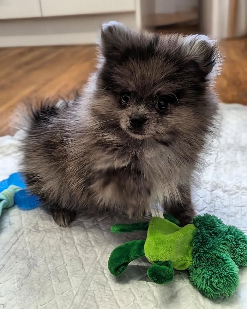 WhatsApp Image 2025-08-01 at 2.37.21 AM (1)