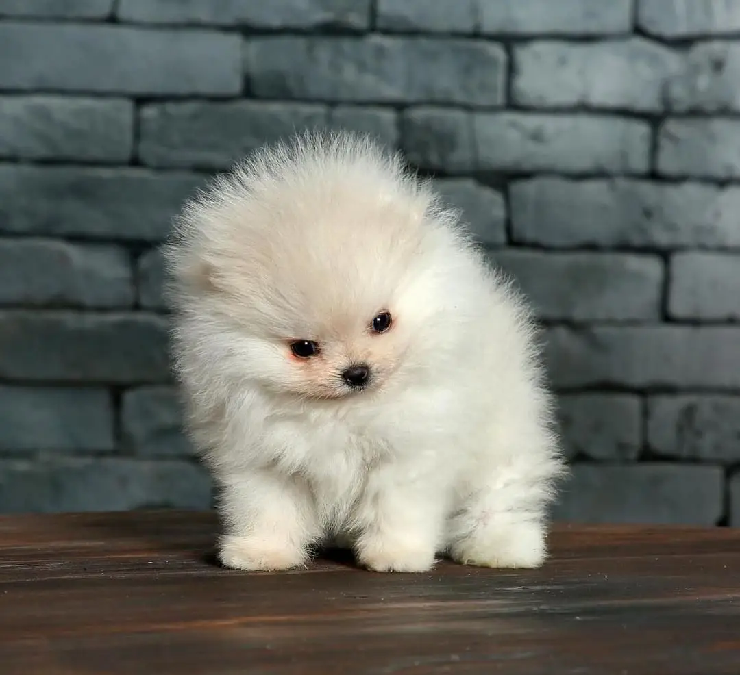 WhatsApp Image 2026-01-19 at 7.33.52 AM